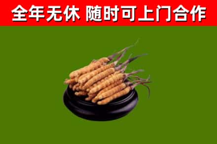 晋城回收冬虫夏草