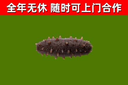 晋城回收海参干